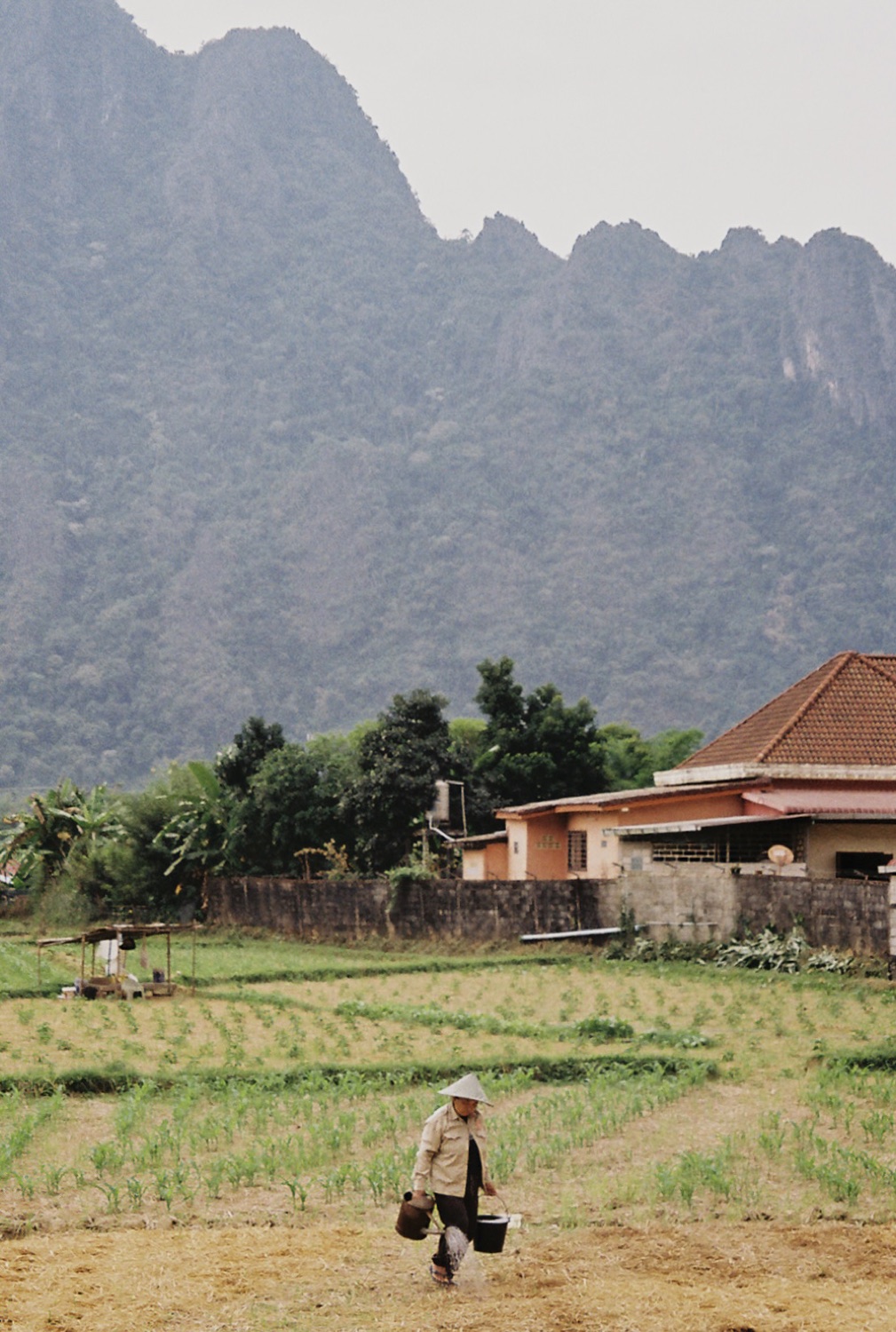 A farmer crossing a rice field below karst mountains