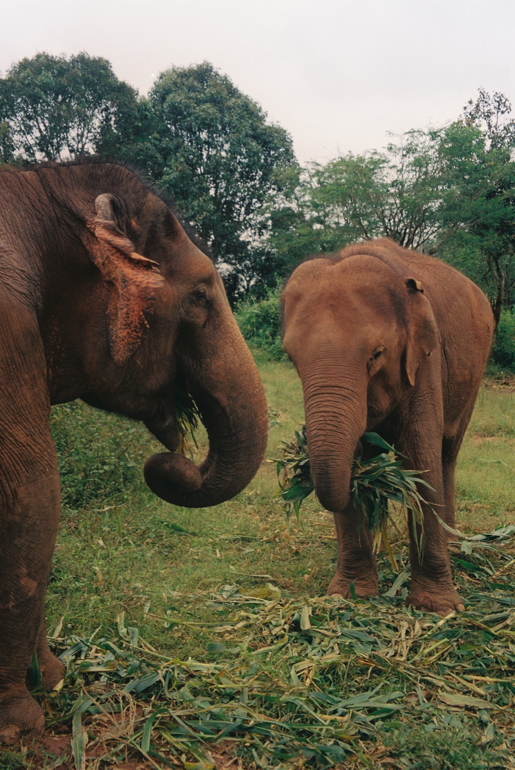 Two elephants grazing at a sanctuary