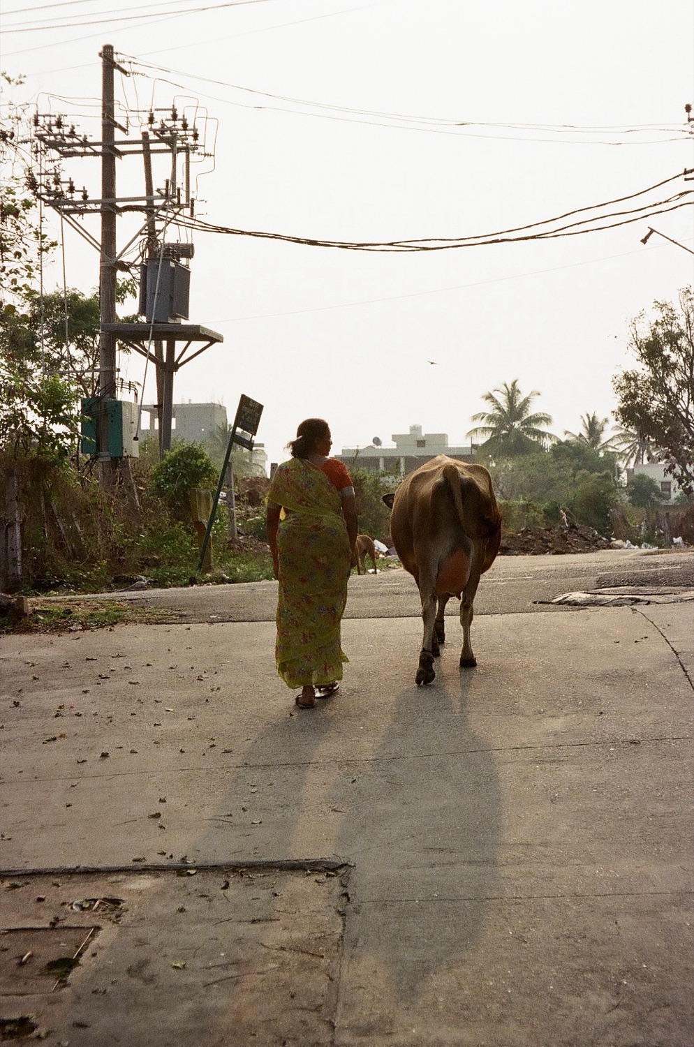 A woman walking with a cow in golden light
